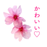 サクラサク♡さくら♡桜♡