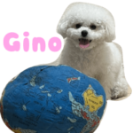 ジーノ　ボロニーズ 2022