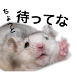 ハムスターお世話連絡