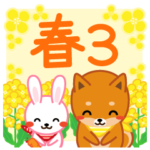 柴犬「ムサシ」３８　春３