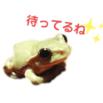 我が家のカエルカエル時々魚くん