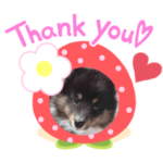 シェルティ・いちごっち参上！