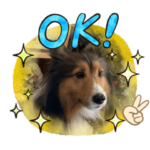 シェルティのMomoちゃんが行く！2