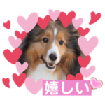 孤高の王子⭐︎シェルティアーサー！2