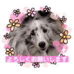 シェルティおぅちゃんちvol.4