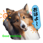 孤高の王子⭐︎シェルティアーサー！