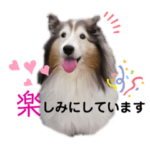シェルティロビちゃんは ちょいブラック❤️