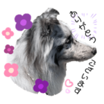 シェルティおぅちゃんちvol.3