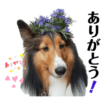 シェルティのMomoちゃんが行く！