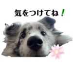 シェルティおぅちゃんちvol.2