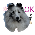 シェルティおぅちゃんち