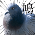 動く！野生の鳩