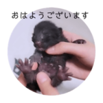 ガッシーねこーずの日常2022年②