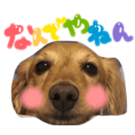 わが家のおいぬたち