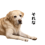 みんなのアイドルやえこさん