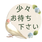 男性におすすめ　文鳥　ビジネス優しい敬語