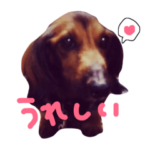 シエルとゆかいな仲間たち