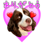 ♡可愛いワンちゃん♡E.S.スパニエル