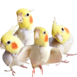 ぷぅちゃんワキワキスタンプ。