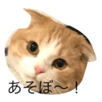 猫のめんまちゃん