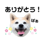 柴犬フクと、猫のタラとキビタロウ。