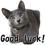 猫の挨拶！ロシアンブルー銀の日常