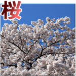 桜。
