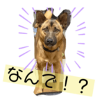 シェパード系MIX