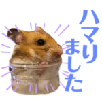 everydayハムスター