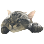 ドジっ子サイベリアンレオくん