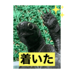 劇団ももかめ家の亀スタンプ