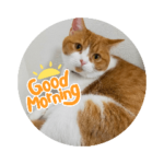 nekoのまーちゃん3