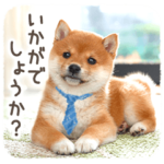 柴犬いかがでしょうか？