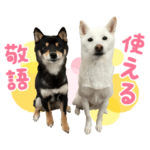 キュートな柴犬「春巻」と「のり巻」