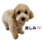 ベルちゃんスタンプ2022.04.