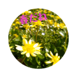 鉢あそび®の日常 その1　ー春ー 2022