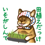 新潟弁を話す柴犬たち３（茶柴＆黒柴）