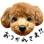 トイプードルのコタロウくん