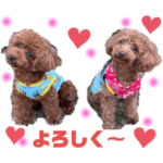 トイプードル3兄弟