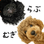 トイプードルの「らぶ&むぎ」