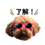 トイプードルスタンプPart1