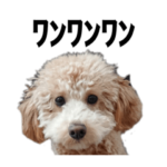 表情力！トイプードルのメル