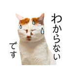 街ねこスタンプ！敬語