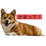 コーギースタンプ