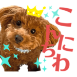 トイプードルのアンディさん