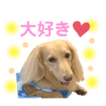 おもしろダックスメロンちゃん