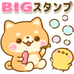 カラフルで大人かわいい♡豆柴日和