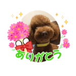 トイプードルスタンプaa3