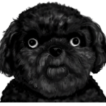 おかしなトイプードル