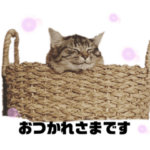 スタアニ　保護猫応援スタンプ